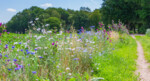 Bezoek natuurbos - permacultuur